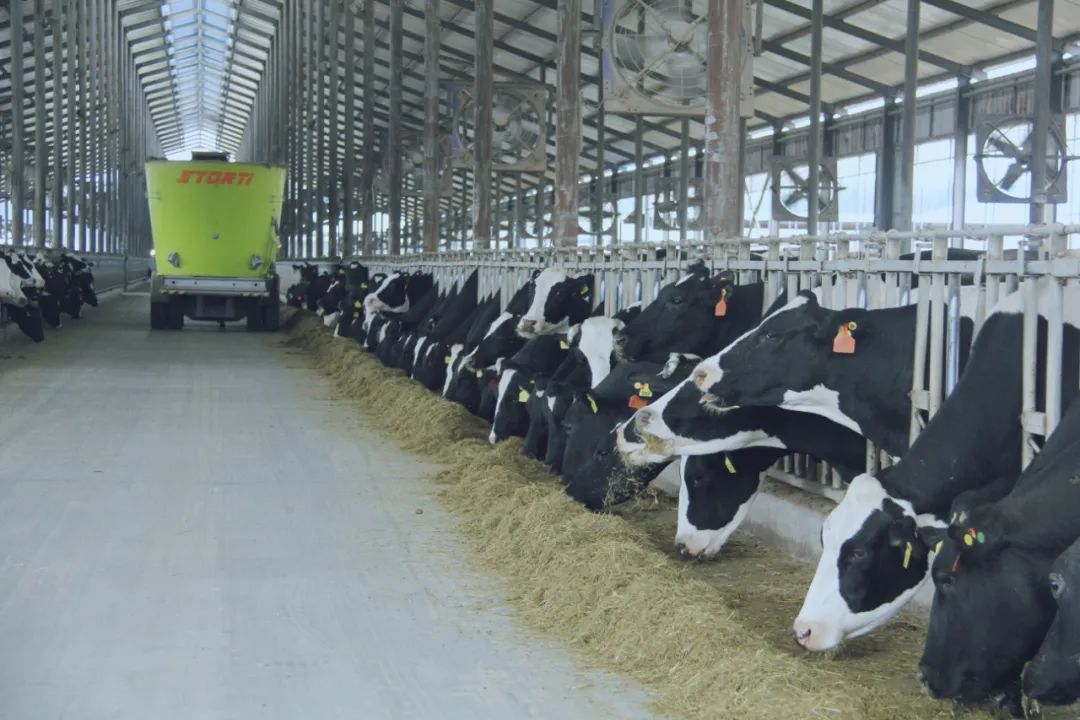 花花牛丨國家奶牛產(chǎn)業(yè)技術(shù)體系首席科學(xué)家、中國農(nóng)業(yè)大學(xué)教授李勝利一行蒞臨花花牛魯山瑞亞參觀調(diào)研