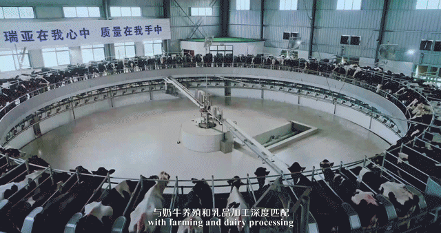 快訊 | 河南省委常委、省紀委書記、省監(jiān)委主任任正曉蒞臨花花牛乳業(yè)集團新蔡瑞亞牧場調研