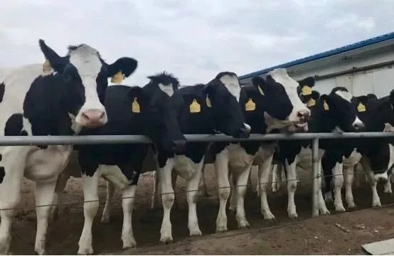 省委書記王國(guó)生到河南花花牛乳業(yè)集團(tuán)·新蔡瑞亞牧業(yè)有限公司調(diào)研